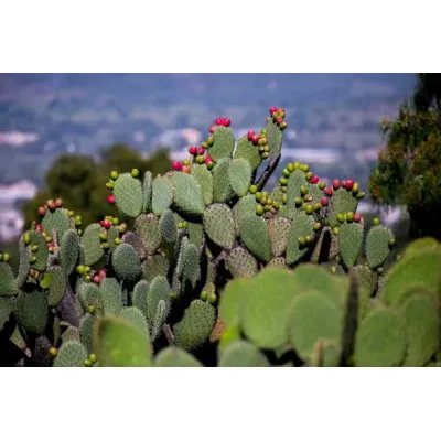 Nopal: tradición mexicana en productos de bienestar natural