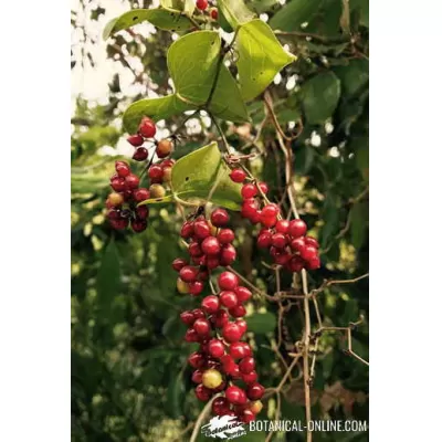 Zarzaparrilla: usos tradicionales y por qué sigue siendo tan buscada