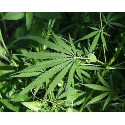 Hemp (cáñamo): tendencia creciente en productos de bienestar