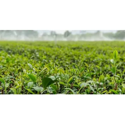 L-teanina: el compuesto del té que ganó protagonismo