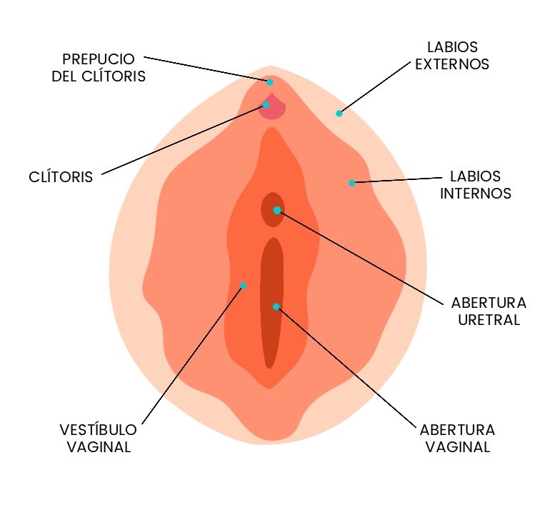 Masturbación femenina cómo estimular el clítoris para alcanzar el máximo placer